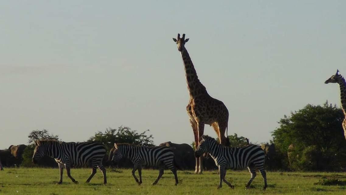 Narasha Homestay - Maasai Mara Talek Luaran gambar